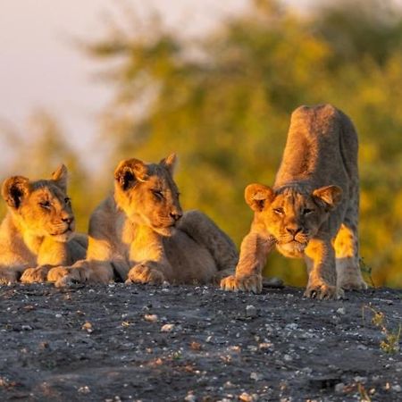 Jackalberry Chobe Hotel Kasane Eksteriør billede