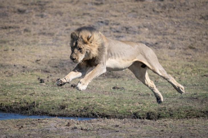 Jackalberry Chobe Hotel Kasane Eksteriør billede