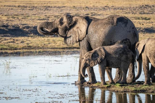 Jackalberry Chobe Hotel Kasane Eksteriør billede