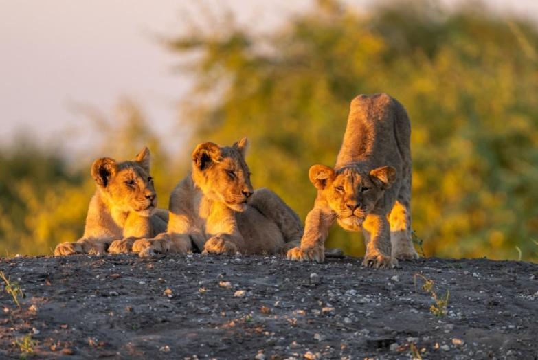 Jackalberry Chobe Hotel Kasane Eksteriør billede